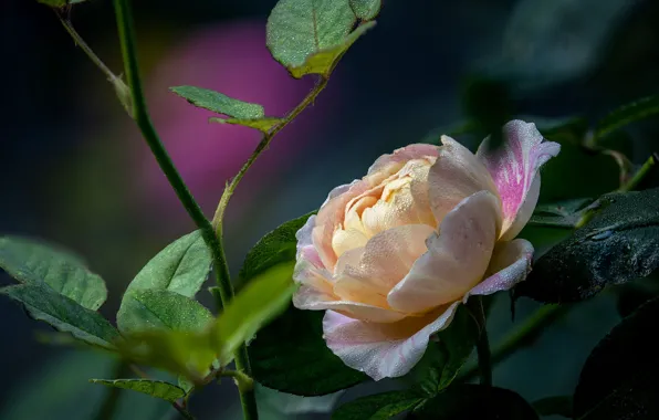 Flower, leaves, drops, macro, rose, garden, stem, striped