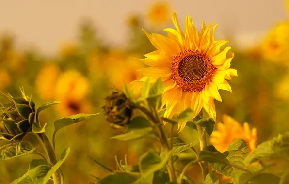 Field, summer, sunflowers, flowers, sunflower, yellow, sunflower