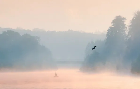 Picture landscape, fog, lake, bird, morning