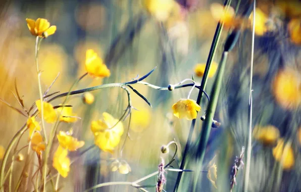 Field, flower, macro, glade, plant, stem, vibrant life