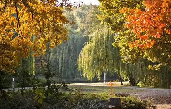 Autumn, leaves, landscape, branches, nature, Park, road, Hungary