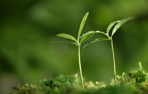 Greens, macro, sprouts, plants, spring, green, leaves