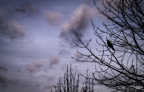 Clouds, Sky, Winter, Tree, Bird, Branches, Crow