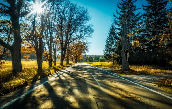 Picture road, light, trees
