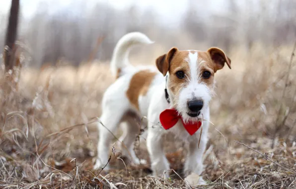 Picture each, dog, Jack Russell Terrier