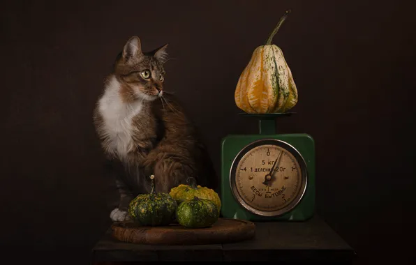 Cat, cat, look, pose, the dark background, table, pumpkin, face