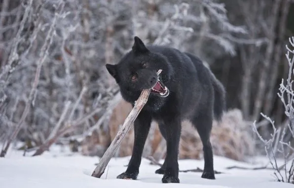 Picture nature, predator, animal, wolf, wildlife, portrait, portrait., Canis lupus. face