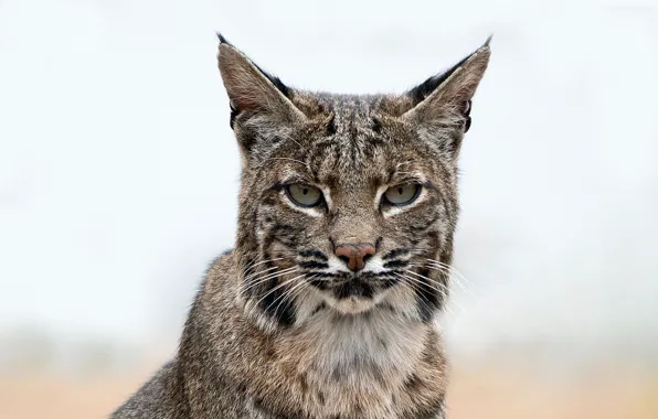 Face, background, portrait, lynx, bokeh
