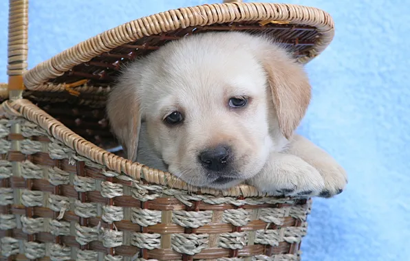 Picture basket, Puppy, Labrador