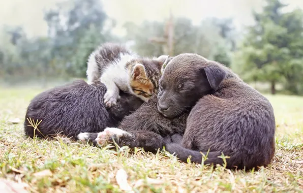 Picture cat, each, dog