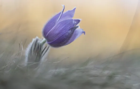 Flower, grass, nature, lilac, blur, spring, light background, anemone