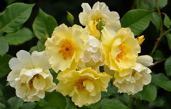 Picture leaves, drops, macro, flowers, yellow, roses, rose Bush