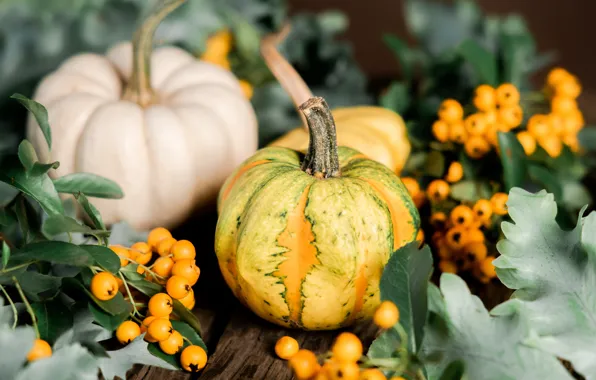 Picture autumn, leaves, berries, Board, two, harvest, fruit, pumpkin