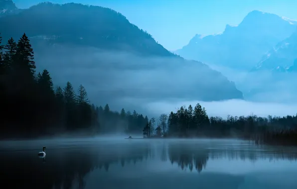Picture forest, trees, mountains, fog, lake, Austria, Philipp Fuchsluger