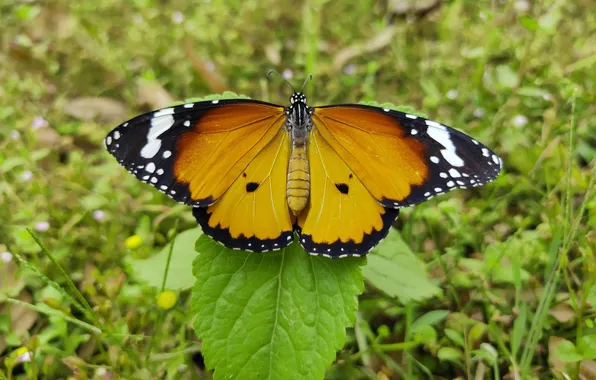 Leaves, microsemi, butterfly, wings, insect, beautiful, closeup