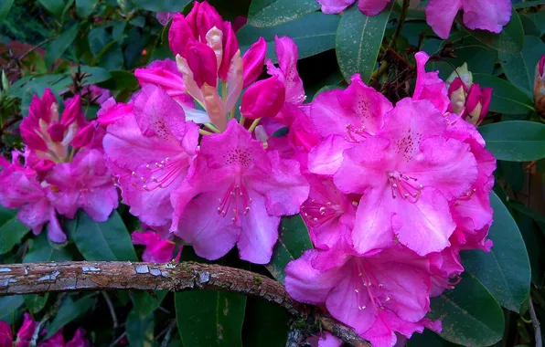 Picture branch, inflorescence, rhododendrons