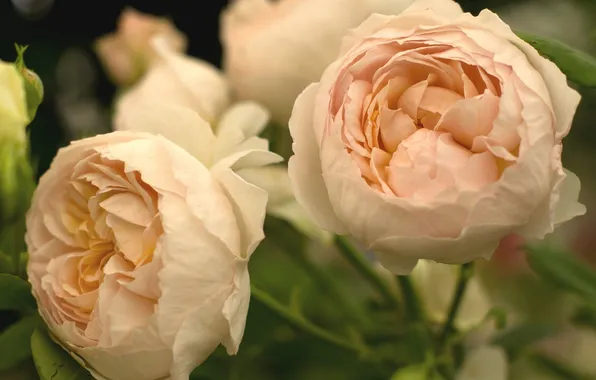 Flowers, roses, petals