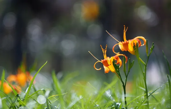 Grass, flowers, orange, glare, liliii