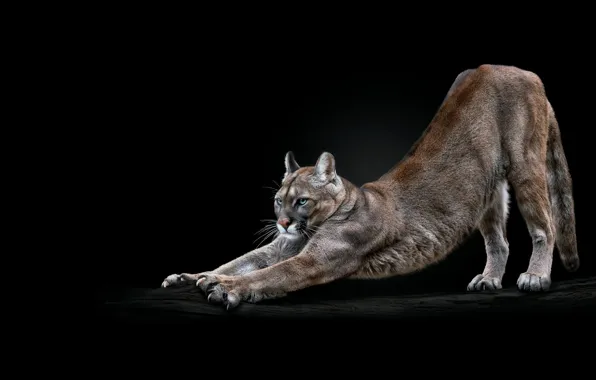 Look, pose, log, black background, Puma, stretching, Cougar, scratching post