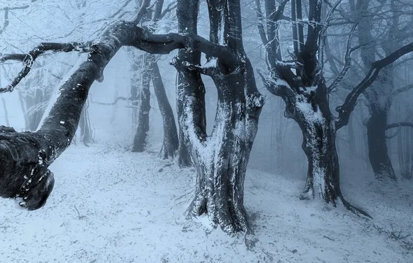 Ice, forest, snow, tree, cold