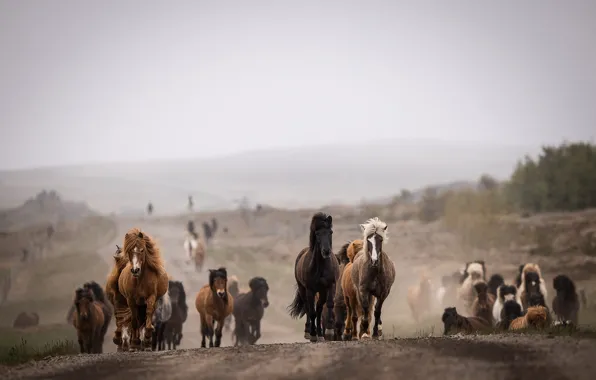 Road, field, look, nature, horses, dal, horse, running