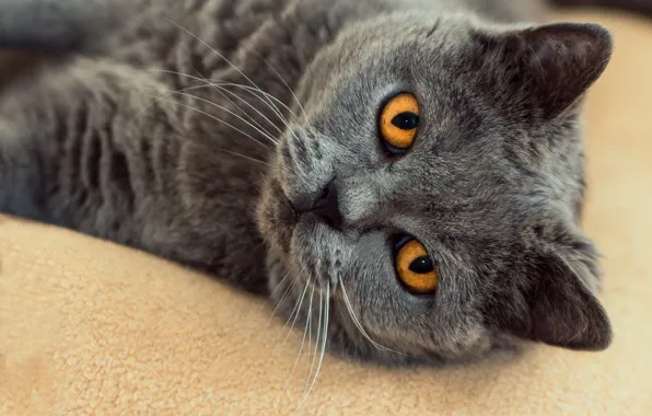 Cat, cat, look, face, close-up, grey, background, portrait