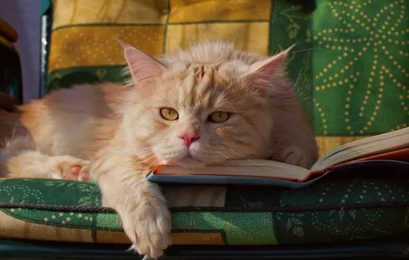 Cat, look, red, muzzle, book, foot, cat