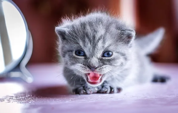 Kitty, grey, background, baby, kitty