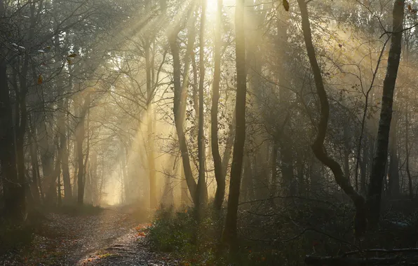 Forest, the sun, rays, light, trees, branches, fog, trunks