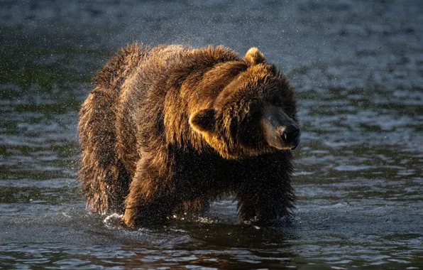 Bear, bathing, pond, shakes