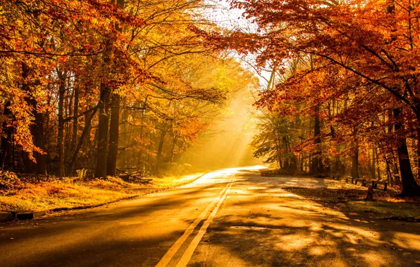 Road, autumn, forest, leaves, trees, sunset, nature, Park
