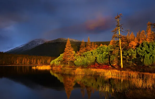 Forest, lake, autumn leaves, the highlands