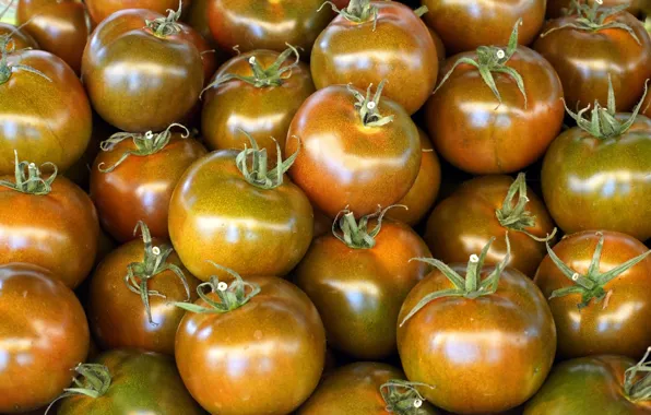 Shine, food, harvest, orange, vegetables, tomatoes, a lot, tomatoes