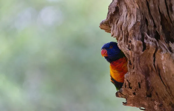 Look, background, tree, bird, parrot, trunk, bark, colorful