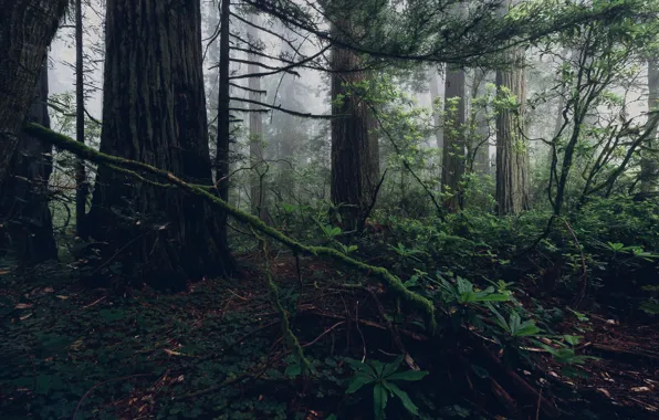 Forest, trees, branches, nature, fog