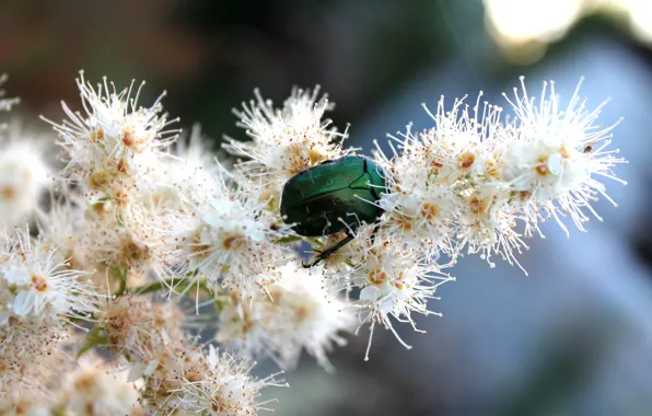 White, beetle, green, a Fieldfare