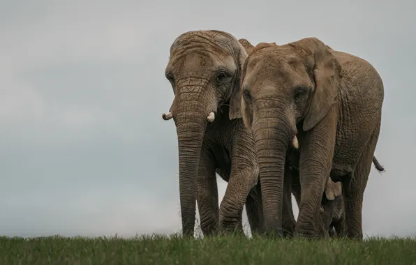 Field, the sky, grass, elephant, family, pair, elephants