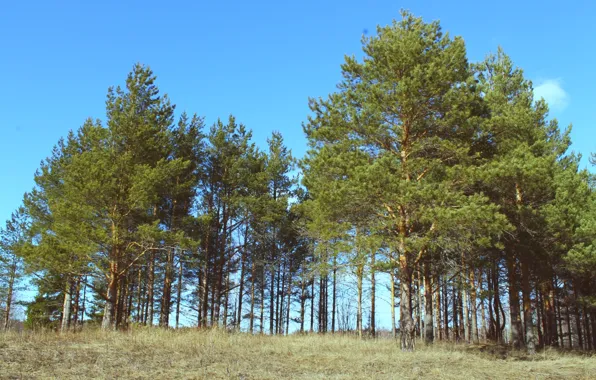 Picture forest, the sky, grass, pine