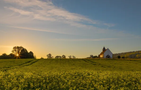Field, summer, the sky, flowers, spring, yellow, meadow, Church