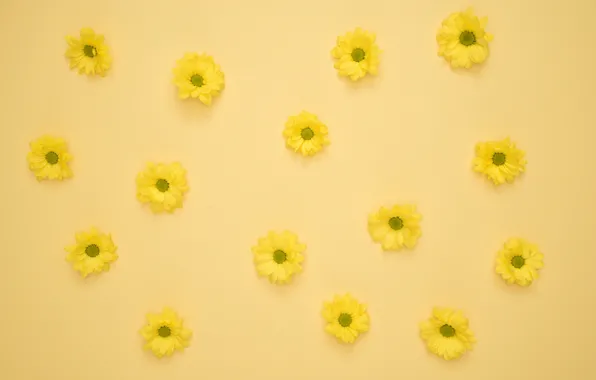 Flowers, yellow, background, buds, yellow, flowers, decoration