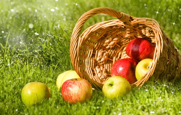 Grass, drops, Rosa, glare, basket, apples, green, red