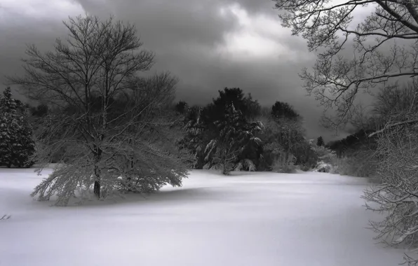 Snow, trees, Winter