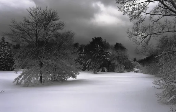 Picture snow, trees, Winter