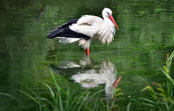 Picture reflection, stork, pond