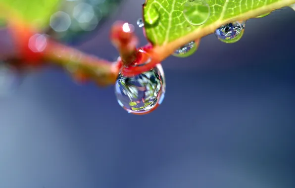 Water, macro, sheet, Rosa, glare, drop