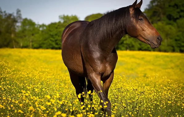 Picture summer, nature, horse