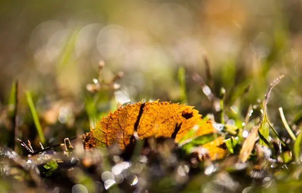 Grass, macro, sheet, glare