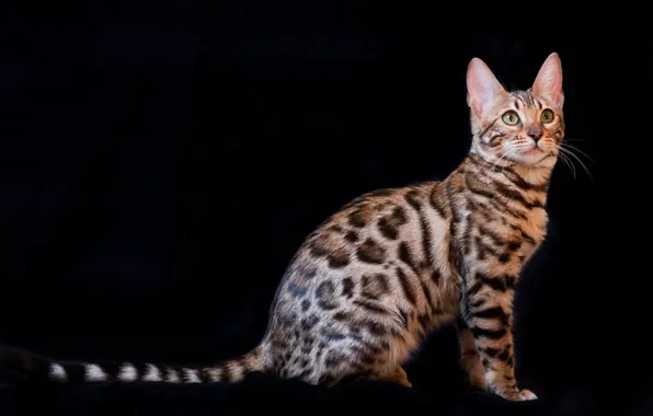 Picture the dark background, Kitty, color, Bengal Cat