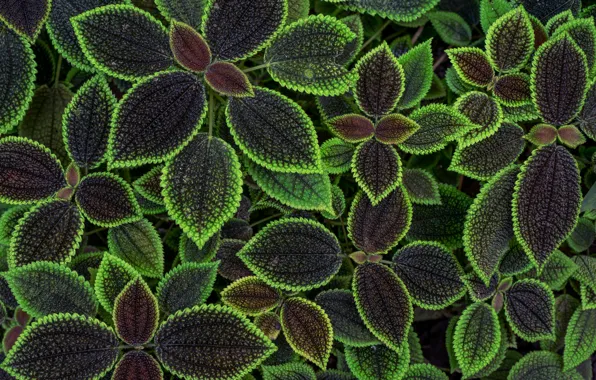 Leaves, flowers, background