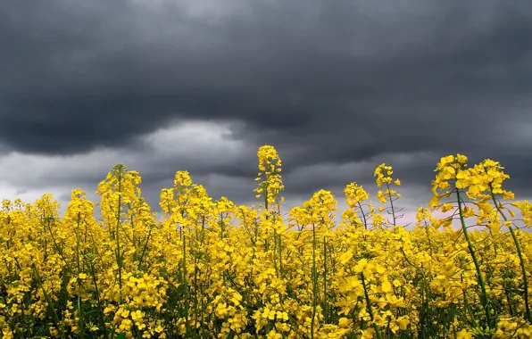 The storm, the sky, flowers, yellow, bright, clouds